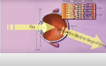 Neuroscience Course 1 (Senses, Advanced) [Bonus] (~3h) དབང་རྩ་ཚན་རིག་གི་སློབ་ཚན་དང་པོ། (དབང་ཚོར། མཐོ་རིམ) [འཕར་མ] (~ཆུ་ཚོད་༣)